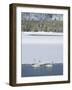 Harriman SP, Idaho. USA. Trumpeter swans at Golden Lake in winter.-Scott T. Smith-Framed Photographic Print