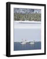 Harriman SP, Idaho. USA. Trumpeter swans at Golden Lake in winter.-Scott T. Smith-Framed Photographic Print