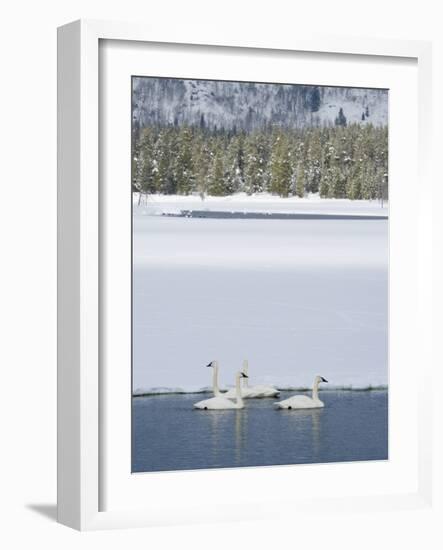 Harriman SP, Idaho. USA. Trumpeter swans at Golden Lake in winter.-Scott T. Smith-Framed Photographic Print