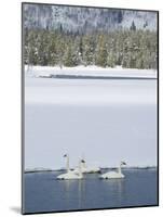 Harriman SP, Idaho. USA. Trumpeter swans at Golden Lake in winter.-Scott T. Smith-Mounted Photographic Print
