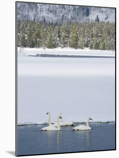 Harriman SP, Idaho. USA. Trumpeter swans at Golden Lake in winter.-Scott T. Smith-Mounted Photographic Print