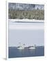 Harriman SP, Idaho. USA. Trumpeter swans at Golden Lake in winter.-Scott T. Smith-Framed Photographic Print