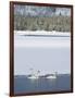 Harriman SP, Idaho. USA. Trumpeter swans at Golden Lake in winter.-Scott T. Smith-Framed Photographic Print