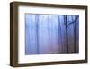 Harriman Woods VI-James McLoughlin-Framed Photographic Print