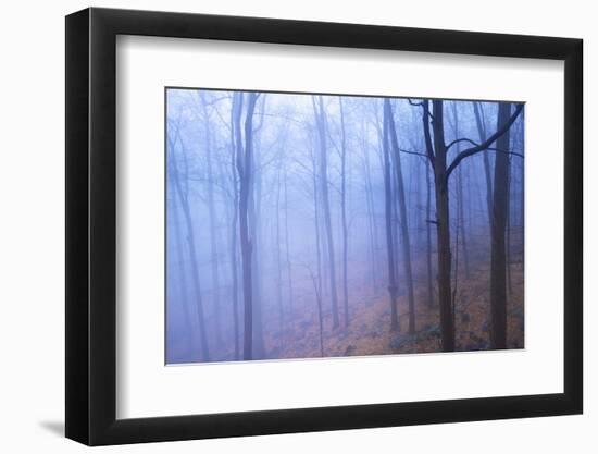 Harriman Woods VI-James McLoughlin-Framed Photographic Print