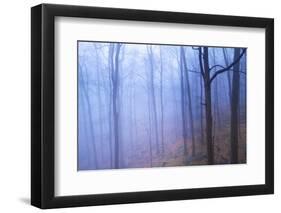 Harriman Woods VI-James McLoughlin-Framed Photographic Print