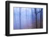 Harriman Woods VI-James McLoughlin-Framed Photographic Print