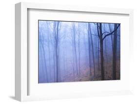 Harriman Woods VI-James McLoughlin-Framed Photographic Print