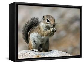 Harris Antelope Squirrel Feeding on Seed. Organ Pipe Cactus National Monument, Arizona, USA-Philippe Clement-Framed Stretched Canvas