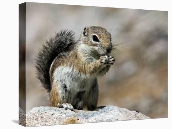 Harris Antelope Squirrel Feeding on Seed. Organ Pipe Cactus National Monument, Arizona, USA-Philippe Clement-Stretched Canvas