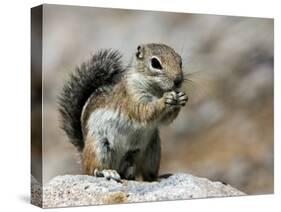 Harris Antelope Squirrel Feeding on Seed. Organ Pipe Cactus National Monument, Arizona, USA-Philippe Clement-Stretched Canvas