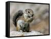 Harris Antelope Squirrel Feeding on Seed. Organ Pipe Cactus National Monument, Arizona, USA-Philippe Clement-Framed Stretched Canvas