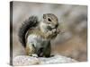 Harris Antelope Squirrel Feeding on Seed. Organ Pipe Cactus National Monument, Arizona, USA-Philippe Clement-Stretched Canvas