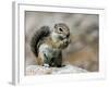 Harris Antelope Squirrel Feeding on Seed. Organ Pipe Cactus National Monument, Arizona, USA-Philippe Clement-Framed Photographic Print