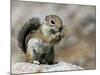 Harris Antelope Squirrel Feeding on Seed. Organ Pipe Cactus National Monument, Arizona, USA-Philippe Clement-Mounted Photographic Print