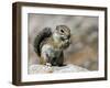 Harris Antelope Squirrel Feeding on Seed. Organ Pipe Cactus National Monument, Arizona, USA-Philippe Clement-Framed Photographic Print