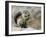 Harris Antelope Squirrel Feeding on Seed. Organ Pipe Cactus National Monument, Arizona, USA-Philippe Clement-Framed Photographic Print