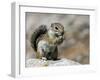 Harris Antelope Squirrel Feeding on Seed. Organ Pipe Cactus National Monument, Arizona, USA-Philippe Clement-Framed Photographic Print