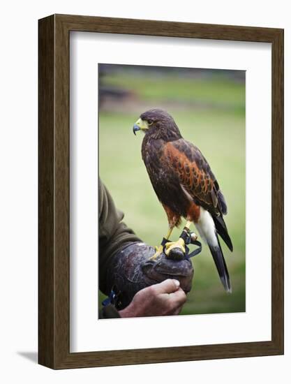 Harris Hawk Bird of Prey during Falconry Display-Veneratio-Framed Photographic Print