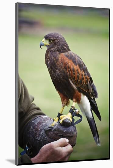 Harris Hawk Bird of Prey during Falconry Display-Veneratio-Mounted Photographic Print