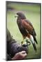 Harris Hawk Bird of Prey during Falconry Display-Veneratio-Mounted Photographic Print