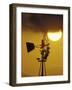 Harris Hawk Eating Prey on Windmill at Sunset, Brooks County, Texas, USA-Maresa Pryor-Framed Photographic Print