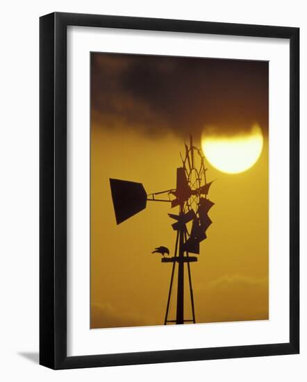 Harris Hawk Eating Prey on Windmill at Sunset, Brooks County, Texas, USA-Maresa Pryor-Framed Photographic Print