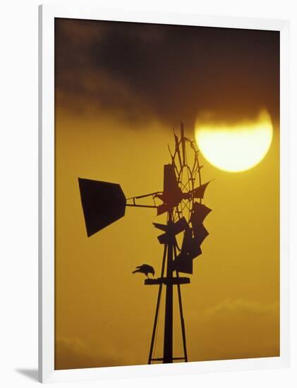 Harris Hawk Eating Prey on Windmill at Sunset, Brooks County, Texas, USA-Maresa Pryor-Framed Photographic Print