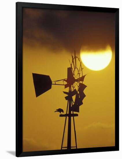 Harris Hawk Eating Prey on Windmill at Sunset, Brooks County, Texas, USA-Maresa Pryor-Framed Photographic Print
