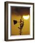 Harris Hawk Eating Prey on Windmill at Sunset, Brooks County, Texas, USA-Maresa Pryor-Framed Photographic Print