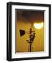 Harris Hawk Eating Prey on Windmill at Sunset, Brooks County, Texas, USA-Maresa Pryor-Framed Photographic Print