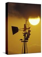 Harris Hawk Eating Prey on Windmill at Sunset, Brooks County, Texas, USA-Maresa Pryor-Stretched Canvas