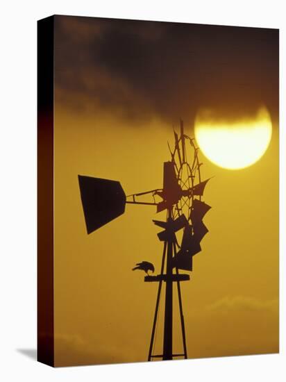 Harris Hawk Eating Prey on Windmill at Sunset, Brooks County, Texas, USA-Maresa Pryor-Stretched Canvas