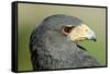 Harris Hawk, Harris Hawk a Harris Hawk Hunting in the Sonoran Desert-Richard Wright-Framed Stretched Canvas