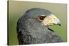 Harris Hawk, Harris Hawk a Harris Hawk Hunting in the Sonoran Desert-Richard Wright-Stretched Canvas