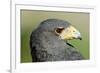 Harris Hawk, Harris Hawk a Harris Hawk Hunting in the Sonoran Desert-Richard Wright-Framed Photographic Print