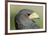 Harris Hawk, Harris Hawk a Harris Hawk Hunting in the Sonoran Desert-Richard Wright-Framed Photographic Print