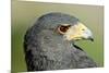 Harris Hawk, Harris Hawk a Harris Hawk Hunting in the Sonoran Desert-Richard Wright-Mounted Photographic Print