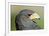 Harris Hawk, Harris Hawk a Harris Hawk Hunting in the Sonoran Desert-Richard Wright-Framed Photographic Print