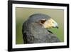 Harris Hawk, Harris Hawk a Harris Hawk Hunting in the Sonoran Desert-Richard Wright-Framed Photographic Print