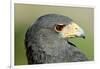 Harris Hawk, Harris Hawk a Harris Hawk Hunting in the Sonoran Desert-Richard Wright-Framed Photographic Print