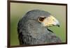 Harris Hawk, Harris Hawk a Harris Hawk Hunting in the Sonoran Desert-Richard Wright-Framed Photographic Print