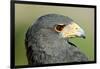 Harris Hawk, Harris Hawk a Harris Hawk Hunting in the Sonoran Desert-Richard Wright-Framed Photographic Print