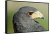 Harris Hawk, Harris Hawk a Harris Hawk Hunting in the Sonoran Desert-Richard Wright-Framed Stretched Canvas