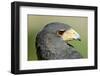 Harris Hawk, Harris Hawk a Harris Hawk Hunting in the Sonoran Desert-Richard Wright-Framed Photographic Print