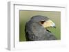 Harris Hawk, Harris Hawk a Harris Hawk Hunting in the Sonoran Desert-Richard Wright-Framed Photographic Print