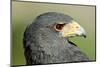 Harris Hawk, Harris Hawk a Harris Hawk Hunting in the Sonoran Desert-Richard Wright-Mounted Photographic Print