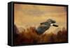 Harris Hawk in Autumn-Jai Johnson-Framed Stretched Canvas