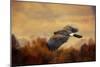 Harris Hawk in Autumn-Jai Johnson-Mounted Giclee Print