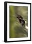 Harris Hawk in Flight, Swoops Fast to Catch its Prey-null-Framed Photographic Print